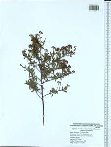 Spiraea crenata L., Eastern Europe, Central region (E4) (Russia)