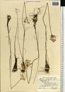 Allium inaequale Janka, Eastern Europe, Central forest-and-steppe region (E6) (Russia)