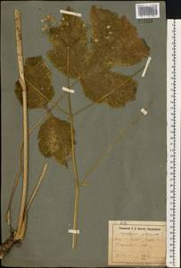 Heracleum sphondylium subsp. sibiricum (L.) Simonk., Eastern Europe, North Ukrainian region (E11) (Ukraine)
