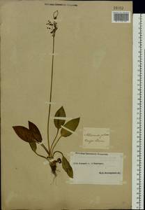 Alisma plantago-aquatica L., Eastern Europe, Eastern region (E10) (Russia)