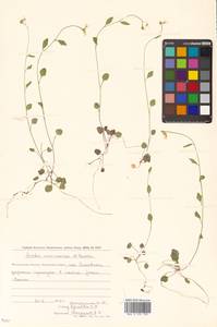 Arabidopsis halleri subsp. gemmifera (Matsum.) O'Kane & Al-Shehbaz, Siberia, Chukotka & Kamchatka (S7) (Russia)