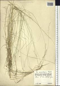 Poa alta Hitchc., Siberia, Russian Far East (S6) (Russia)