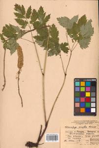 Actaea simplex (DC.) Wormsk. ex Fisch. & C. A. Mey., Siberia, Russian Far East (S6) (Russia)