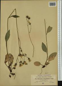 Hieracium froelichianum subsp. subvulsum (Zahn) Gottschl. & Greuter, Western Europe (EUR) (Italy)