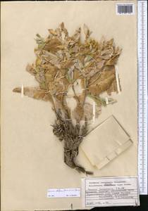 Cousinia albiflora (Bornm. & Sint.) Bornm., Middle Asia, Kopet Dag, Badkhyz, Small & Great Balkhan (M1) (Turkmenistan)