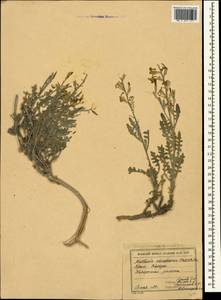 Matthiola odoratissima (Pall. ex M.Bieb.) W.T. Aiton, Crimea (KRYM) (Russia)