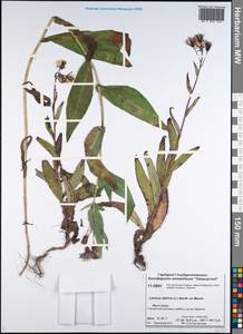Lactuca sibirica (L.) Benth. ex Maxim., Siberia, Central Siberia (S3) (Russia)