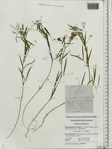 Lathyrus palustris L., Eastern Europe, Northern region (E1) (Russia)