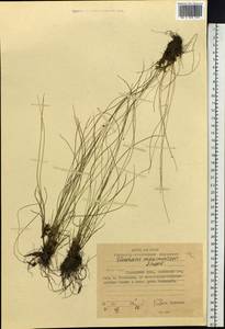 Eleocharis maximowiczii Zinserl., Siberia, Russian Far East (S6) (Russia)