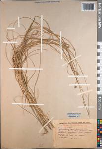 Carex iljinii V.I.Krecz., Siberia, Altai & Sayany Mountains (S2) (Russia)