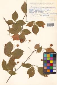 Euonymus sachalinensis (F.Schmidt) Maxim., Siberia, Russian Far East (S6) (Russia)
