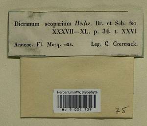 Dicranum scoparium Hedw., Bryophytes, Bryophytes - Moscow City & Moscow Oblast (B6a) (Russia)