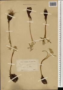 Colchicum, South Asia, South Asia (Asia outside ex-Soviet states and Mongolia) (ASIA) (Turkey)