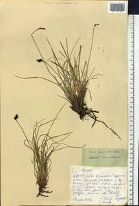 Carex bigelowii subsp. lugens (Holm) T.V.Egorova, Siberia, Yakutia (S5) (Russia)