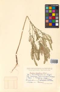 Lepidium densiflorum Schrad., Siberia, Russian Far East (S6) (Russia)