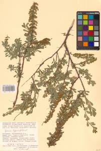 Spiraea hypericifolia L., Eastern Europe, Lower Volga region (E9) (Russia)