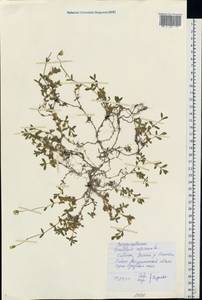 Cerastium alpinum L., Eastern Europe, Northern region (E1) (Russia)