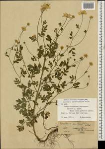 Tanacetum partheniifolium (Willd.) Sch. Bip., Caucasus, North Ossetia, Ingushetia & Chechnya (K1c) (Russia)