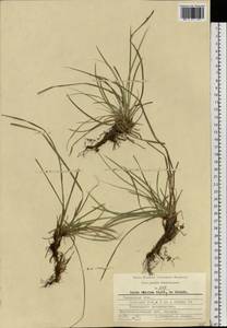Carex rhizina Blytt ex Lindblom, Eastern Europe, Central region (E4) (Russia)