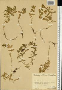 Minuartia diffusa, Eastern Europe, Northern region (E1) (Russia)