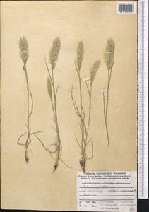 Enneapogon persicus Boiss., Middle Asia, Western Tian Shan & Karatau (M3) (Tajikistan)