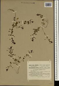 Veronica cymbalaria Bodard, South Asia, South Asia (Asia outside ex-Soviet states and Mongolia) (ASIA) (Israel)