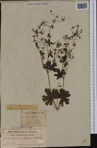 Geranium pyrenaicum Burm. f., Western Europe (EUR) (Sweden)