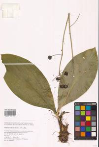 Clintonia udensis Trautv. & C.A.Mey., Siberia, Russian Far East (S6) (Russia)