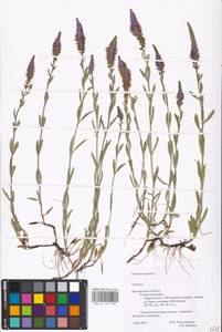 MHA 0 159 758, Veronica spicata L., Eastern Europe, Central forest-and-steppe region (E6) (Russia)