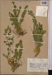 Astragalus, Middle Asia, Western Tian Shan & Karatau (M3) (Kyrgyzstan)