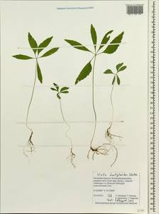 Viola dactyloides Roem. & Schult., Siberia, Baikal & Transbaikal region (S4) (Russia)