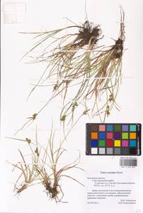 Carex oederi var. oederi, Eastern Europe, Central region (E4) (Russia)