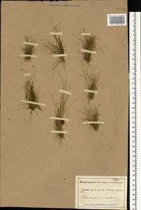 Eleocharis acicularis (L.) Roem. & Schult., Eastern Europe, Central forest-and-steppe region (E6) (Russia)