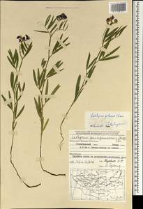 Lathyrus palustris L., Mongolia (MONG) (Mongolia)