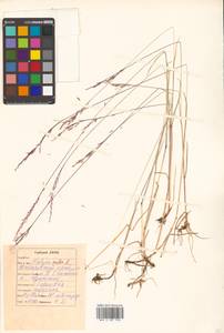 Festuca rubra L., Siberia, Russian Far East (S6) (Russia)