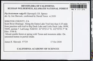 Ptychostomum weigelii (Biehler) J.R. Spence, Bryophytes, Bryophytes - America (BAm) (United States)