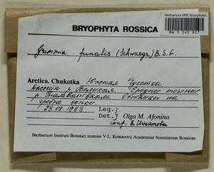 Grimmia funalis (Schwägr.) Bruch & Schimp., Bryophytes, Bryophytes - Chukotka & Kamchatka (B21) (Russia)