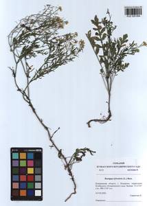 Rorippa sylvestris (L.) Besser, Siberia, Altai & Sayany Mountains (S2) (Russia)