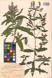 MHA 0 158 381, Mentha longifolia (L.) L., Eastern Europe, Moldova (E13a) (Moldova)