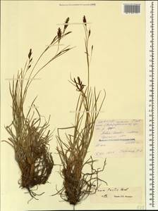 Carex tristis M.Bieb., Caucasus, North Ossetia, Ingushetia & Chechnya (K1c) (Russia)