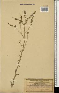 Paracaryum strictum (C. Koch) Boiss., Caucasus, Azerbaijan (K6) (Azerbaijan)