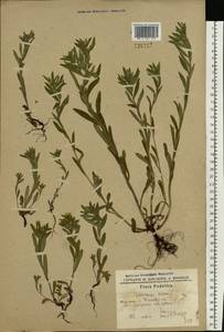 Buglossoides arvensis (L.) I. M. Johnst., Eastern Europe, South Ukrainian region (E12) (Ukraine)