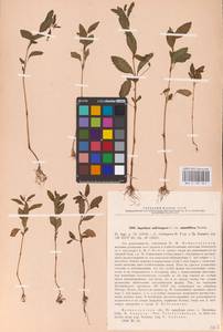 Impatiens noli-tangere L., Eastern Europe, North-Western region (E2) (Russia)