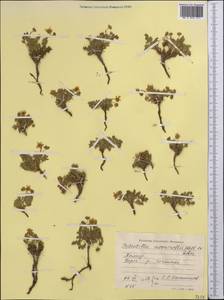 Sibbaldianthe bifurca subsp. bifurca, Middle Asia, Pamir & Pamiro-Alai (M2) (Tajikistan)