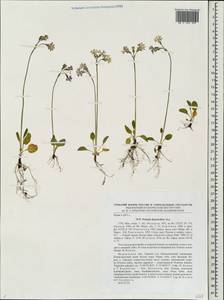 Primula nutans Georgi, Eastern Europe, Northern region (E1) (Russia)