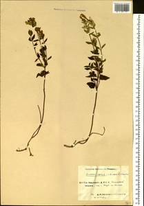 Scutellaria supina L., Eastern Europe, Eastern region (E10) (Russia)