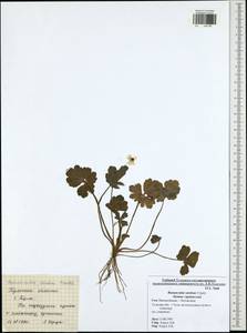 Ranunculus sardous Crantz, Eastern Europe, Central region (E4) (Russia)