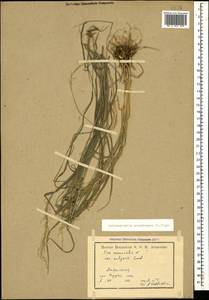 Calamagrostis arundinacea (L.) Roth, Caucasus, Armenia (K5) (Armenia)