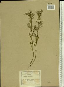 Astragalus austriacus Jacq., Eastern Europe, North-Western region (E2) (Russia)