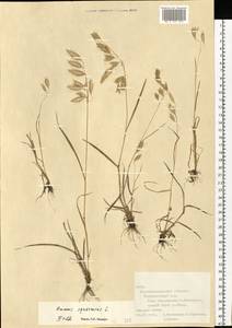 Bromus squarrosus L., Eastern Europe, North Ukrainian region (E11) (Ukraine)